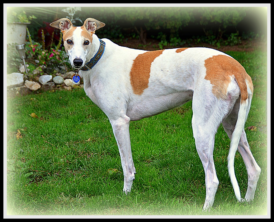 Traditional In Class B By Arthur Meole For Willow NOV-2018.jpg